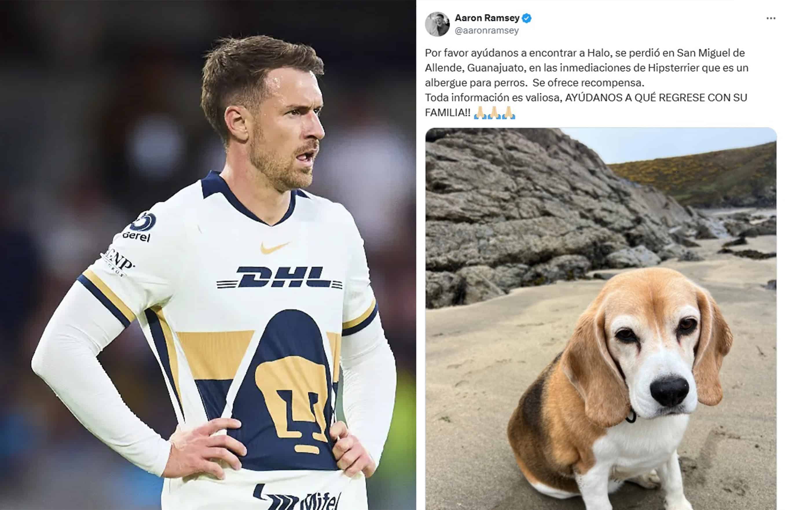 Aaron Ramsey pierde a su perro en San Miguel de Allende y ofrece recompensa de $185 mil pesos