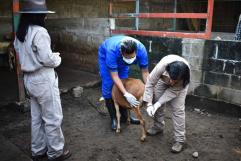 Coahuila intensifica medidas contra gusano barrenador en ganado