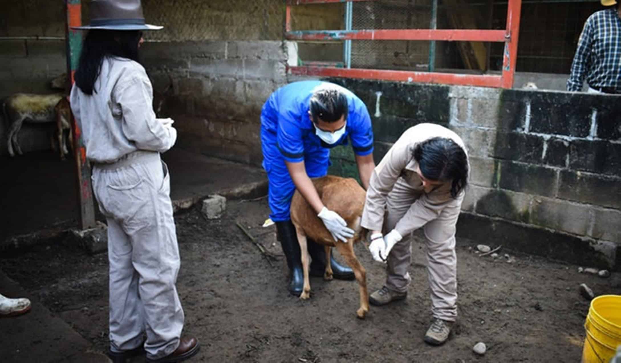 Coahuila intensifica medidas contra gusano barrenador en ganado