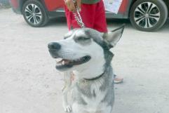 Protección Animal llega a Frontera, Coahuila con servicios gratuitos y de bajo costo