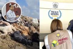 Entregan informe preliminar a PROPAEC por caso del tiradero de perros en Piedras Negras