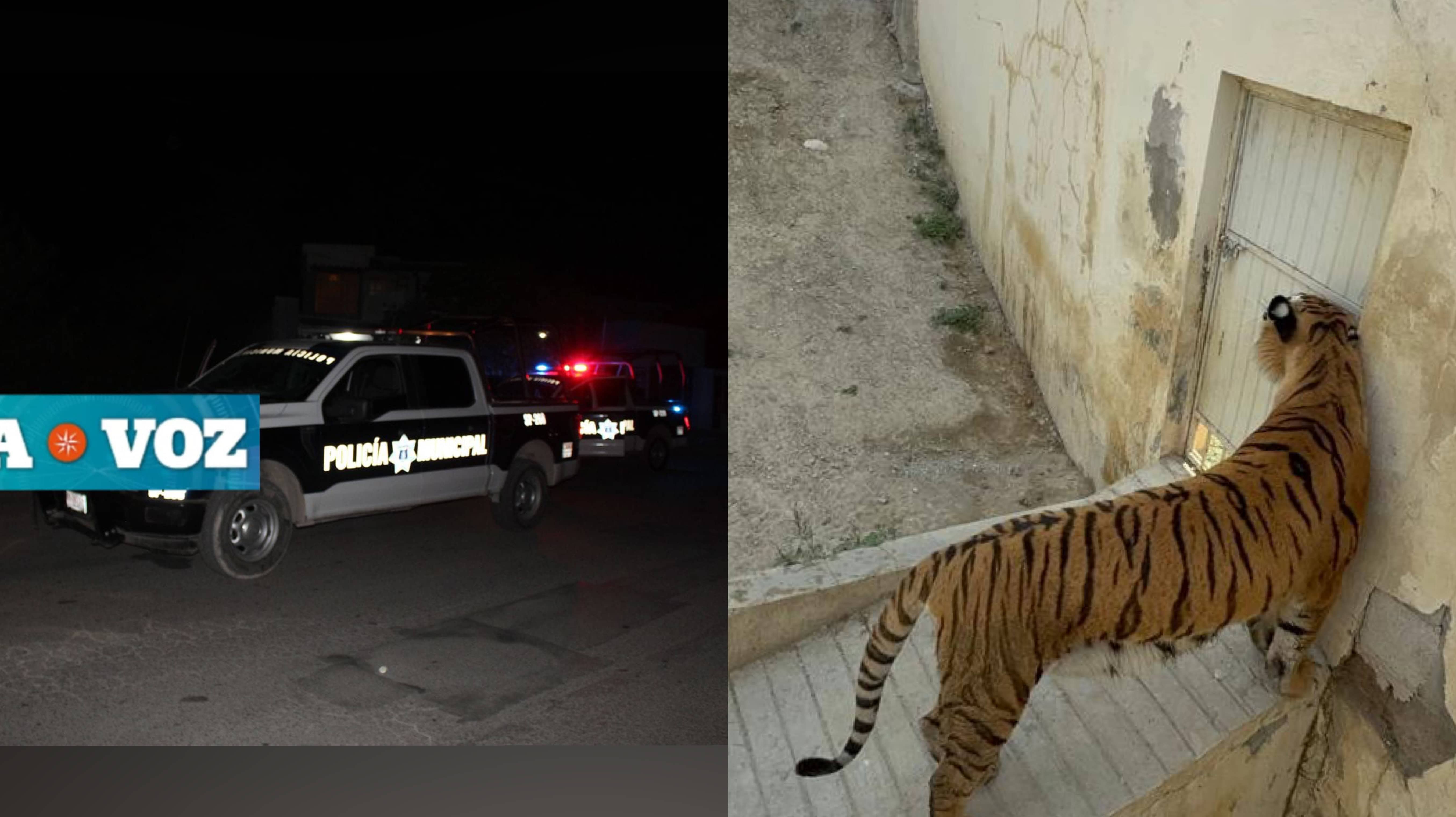Fuga de tigre desata movilización en Monclova