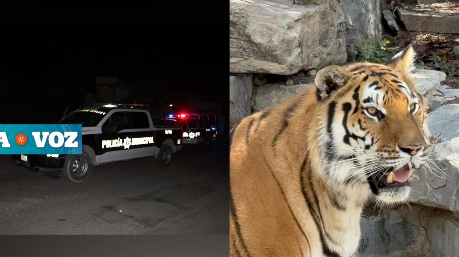 Escape de tigre moviliza a Policías
