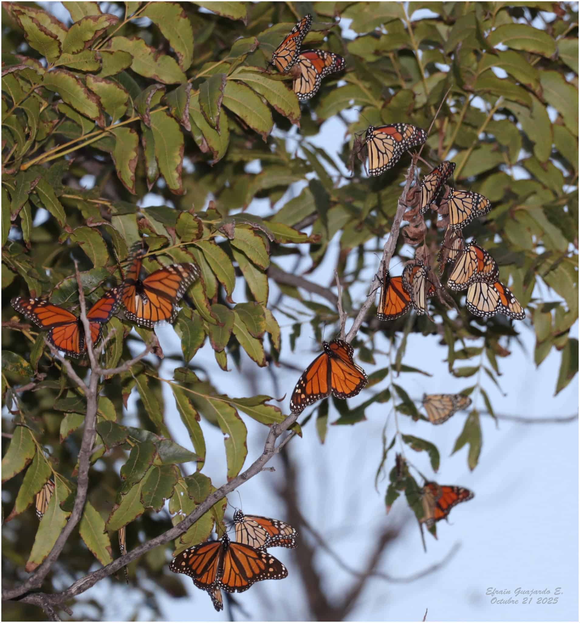 CONANP protege la Mariposa Monarca en su migración por Coahuila
