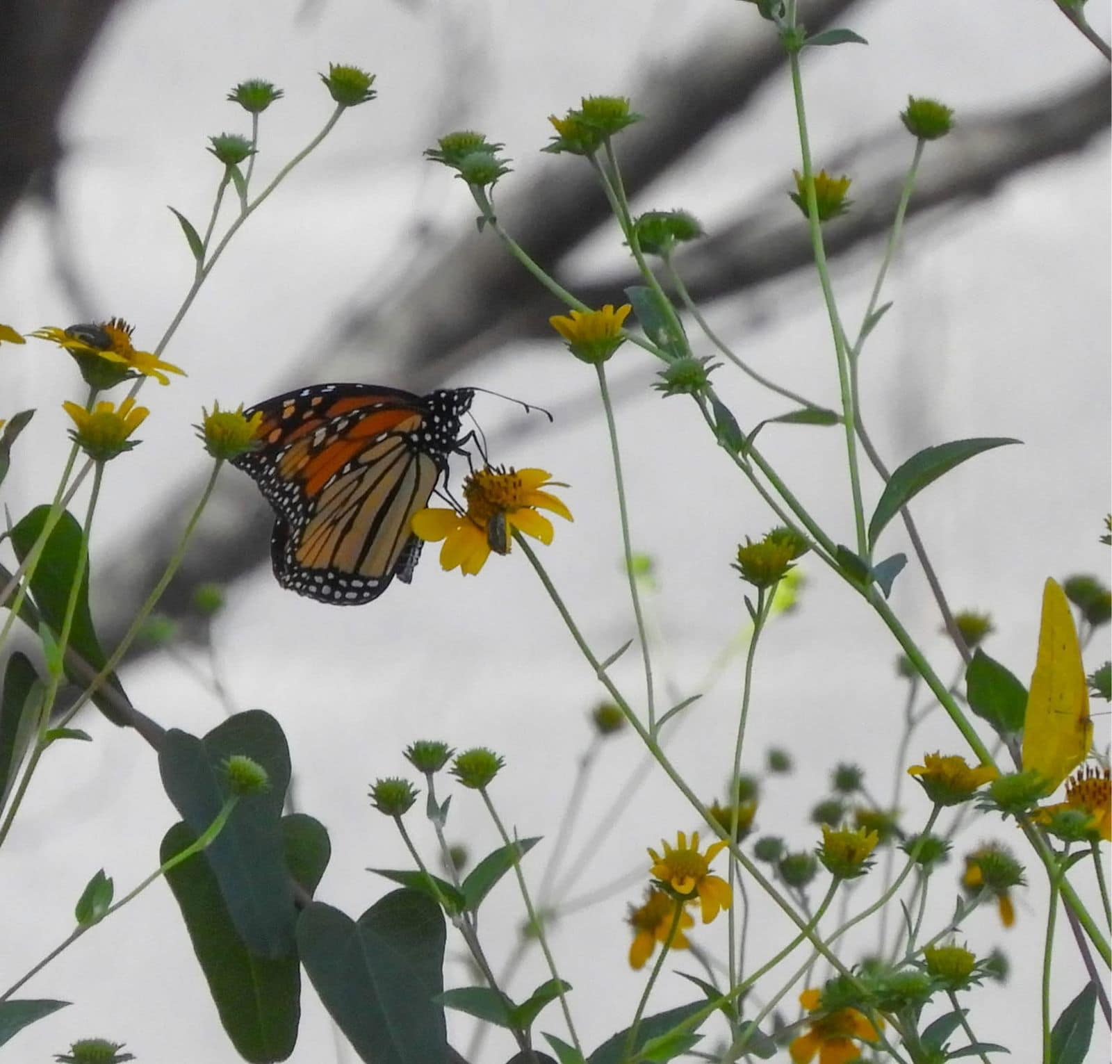 Jóvenes ambientalistas protegen a Mariposa Monarca en Monclova