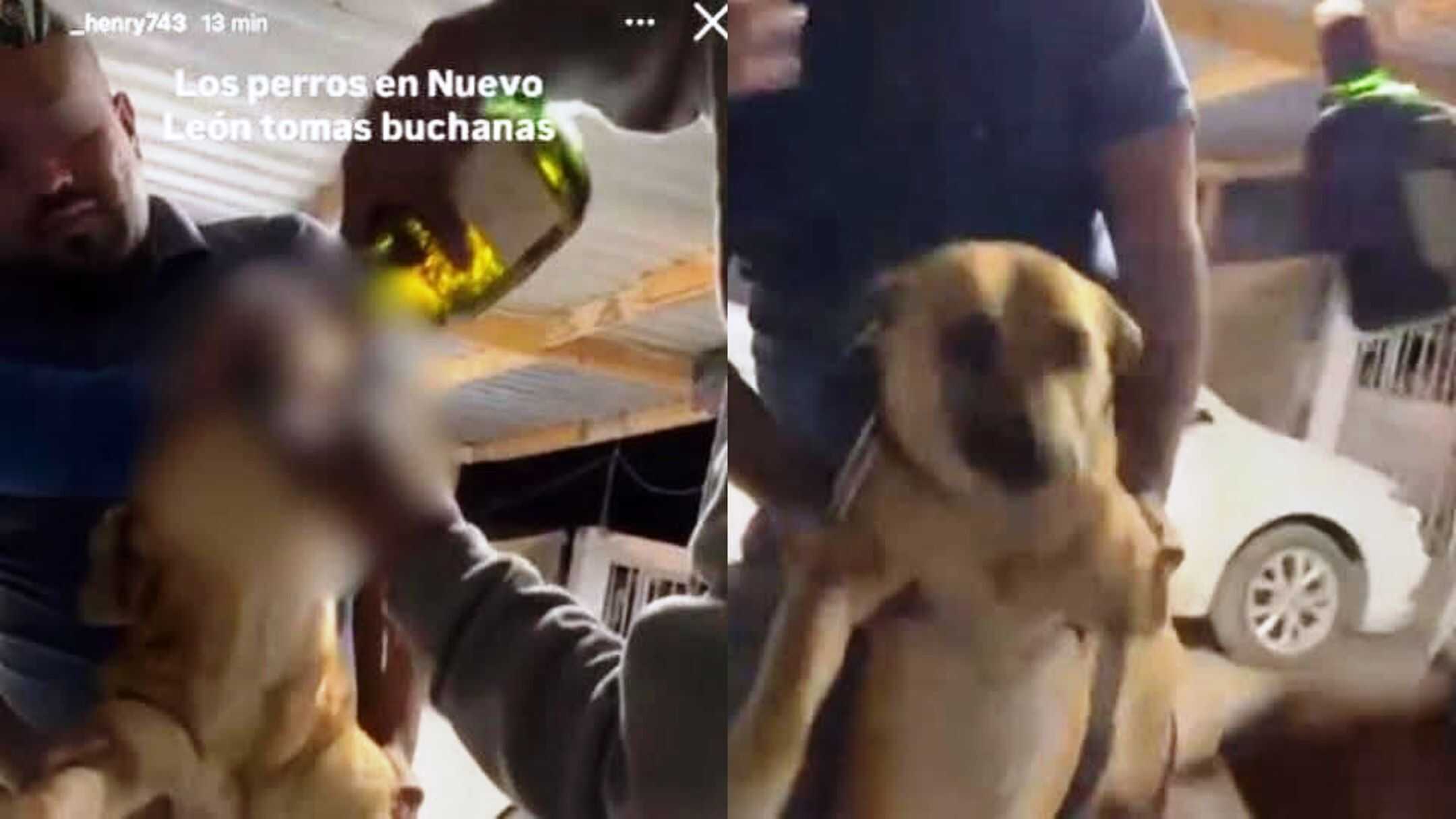 Investigación sobre maltrato animal se traslada a Aramberri, Nuevo León