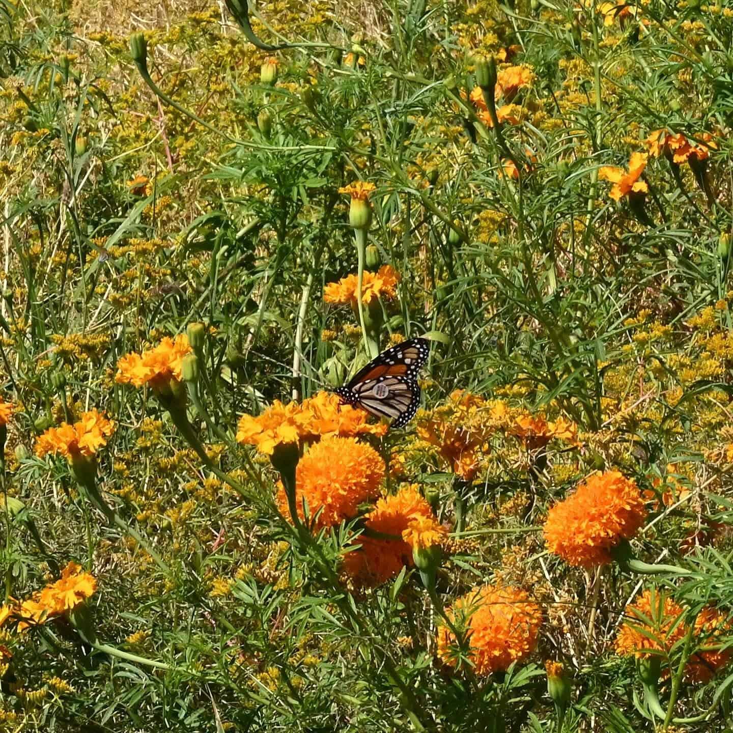 Patricia Villarreal descubre mariposa Monarch Watch en Lamadrid
