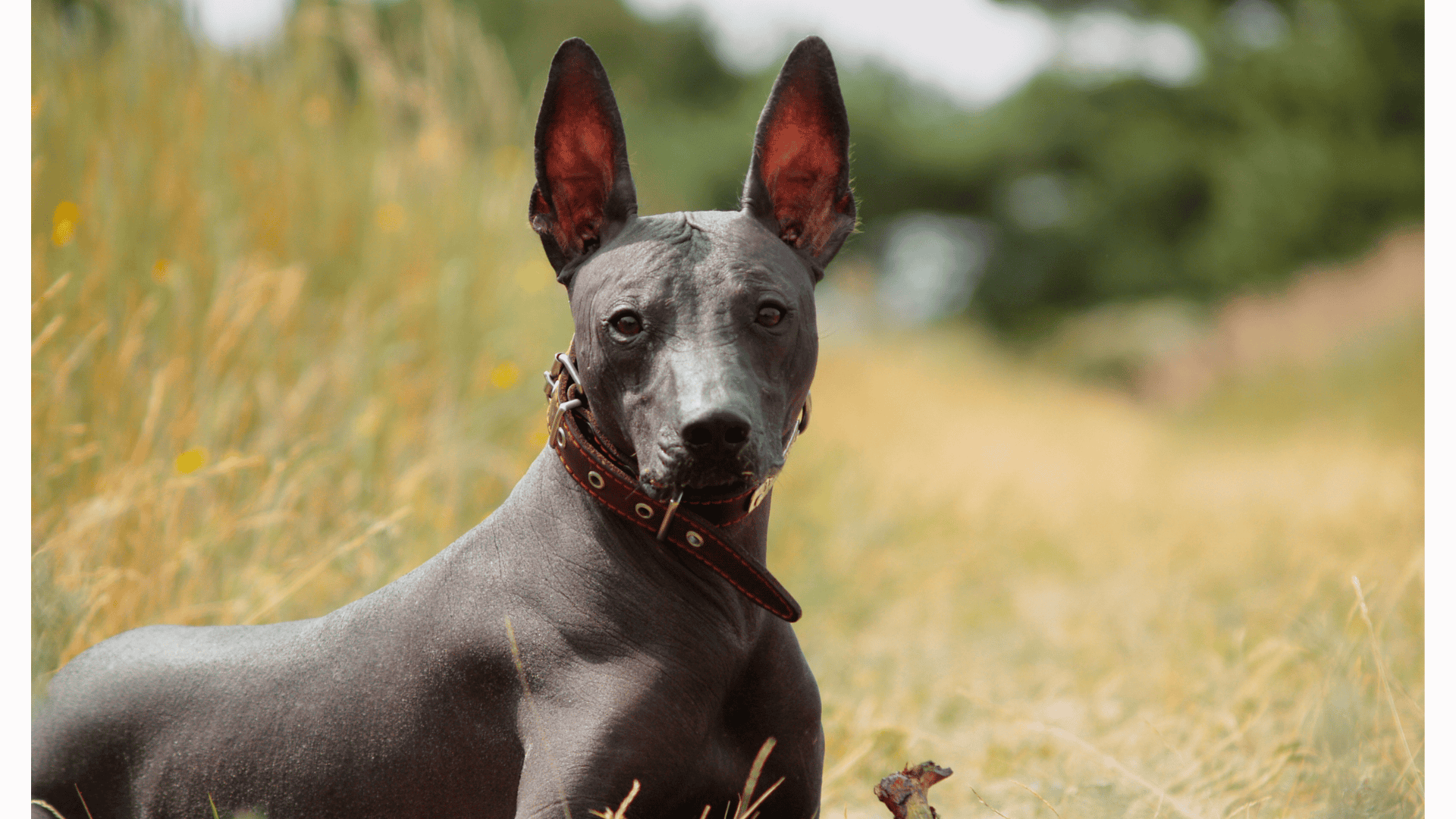 El Xoloitzcuintle: Guardián del Inframundo en el Día de Muertos