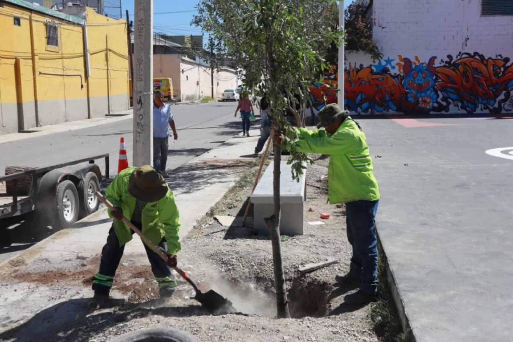 Reforestación en Saltillo: Un impulso a la biodiversidad urbana