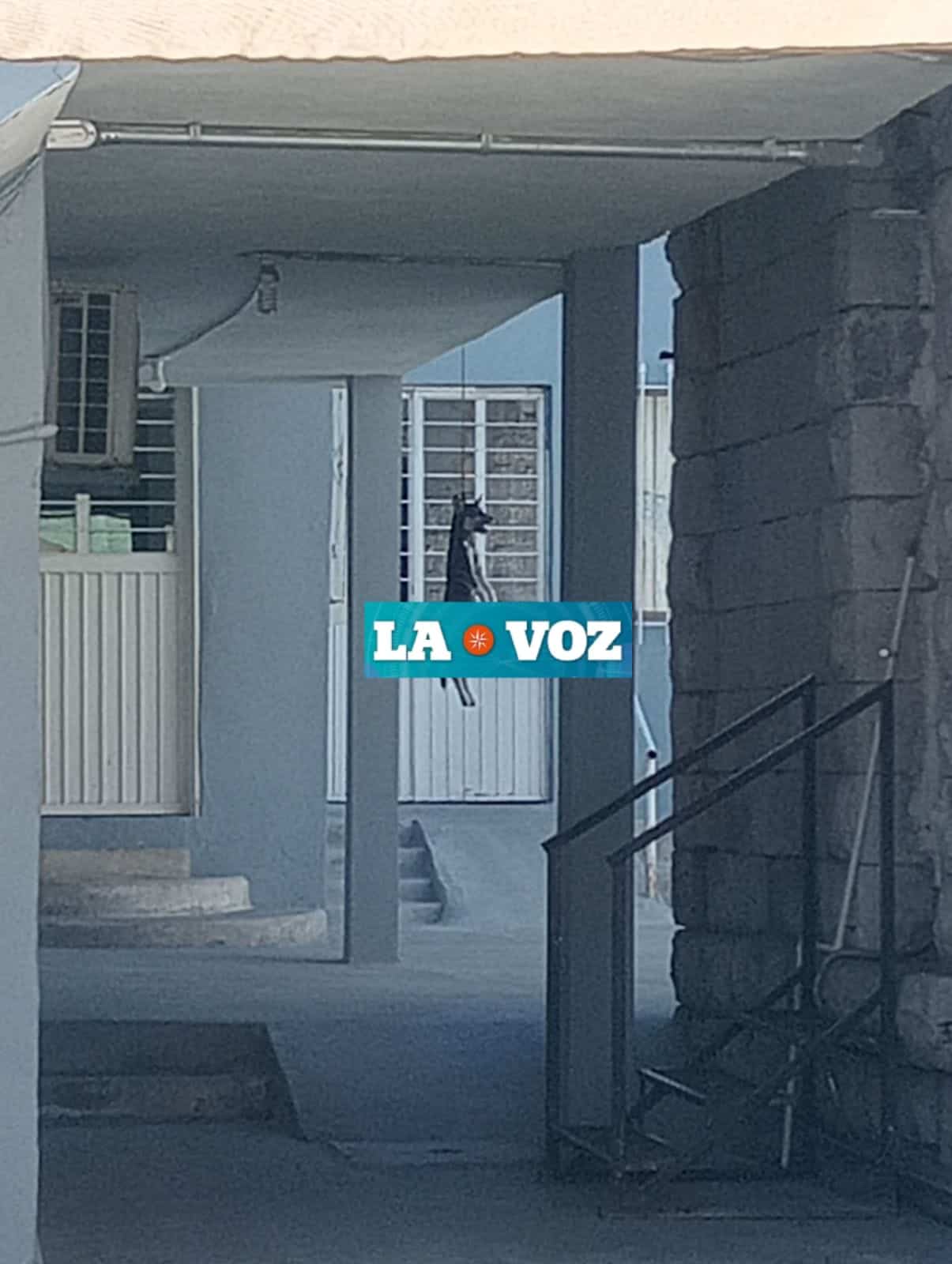 Vecinos de Frontera consternados por Crueldad Animal en Iglesia