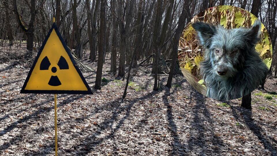 Perros callejeros en Chernóbil muestran pelaje azul brillante