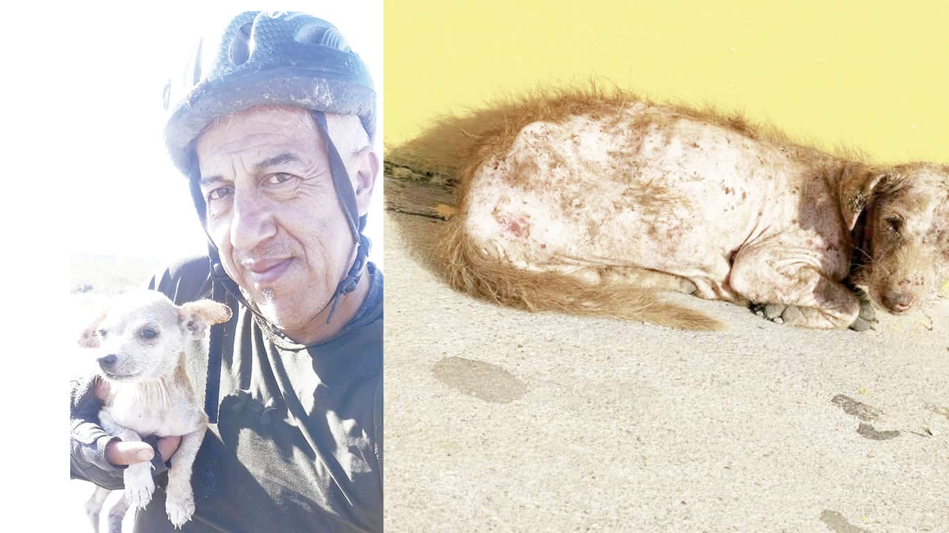 Fundador de albergue canino invita a donar para perros rescatados