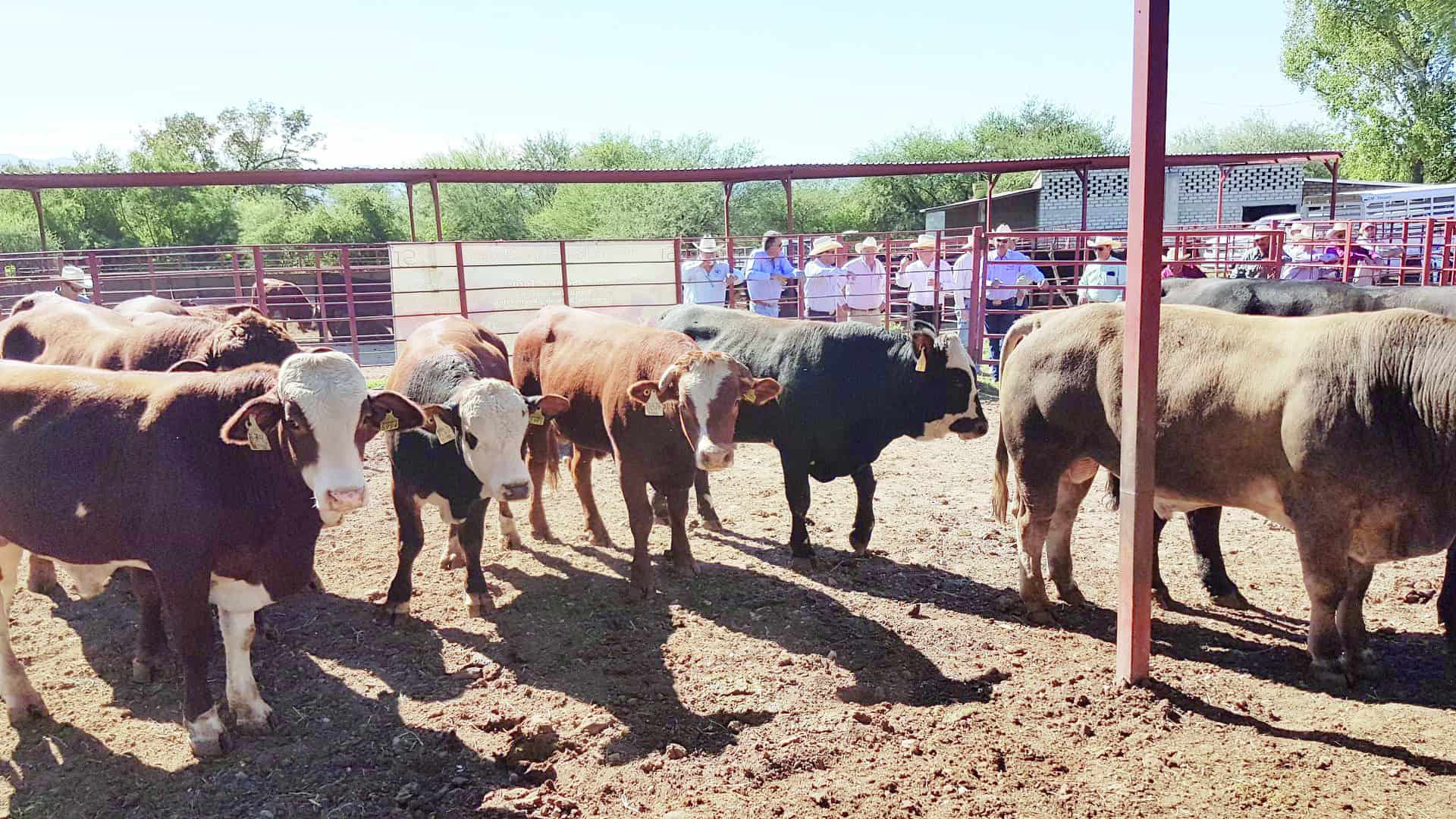 Productores de ganado mexicano confían en reapertura de frontera con Estados Unidos