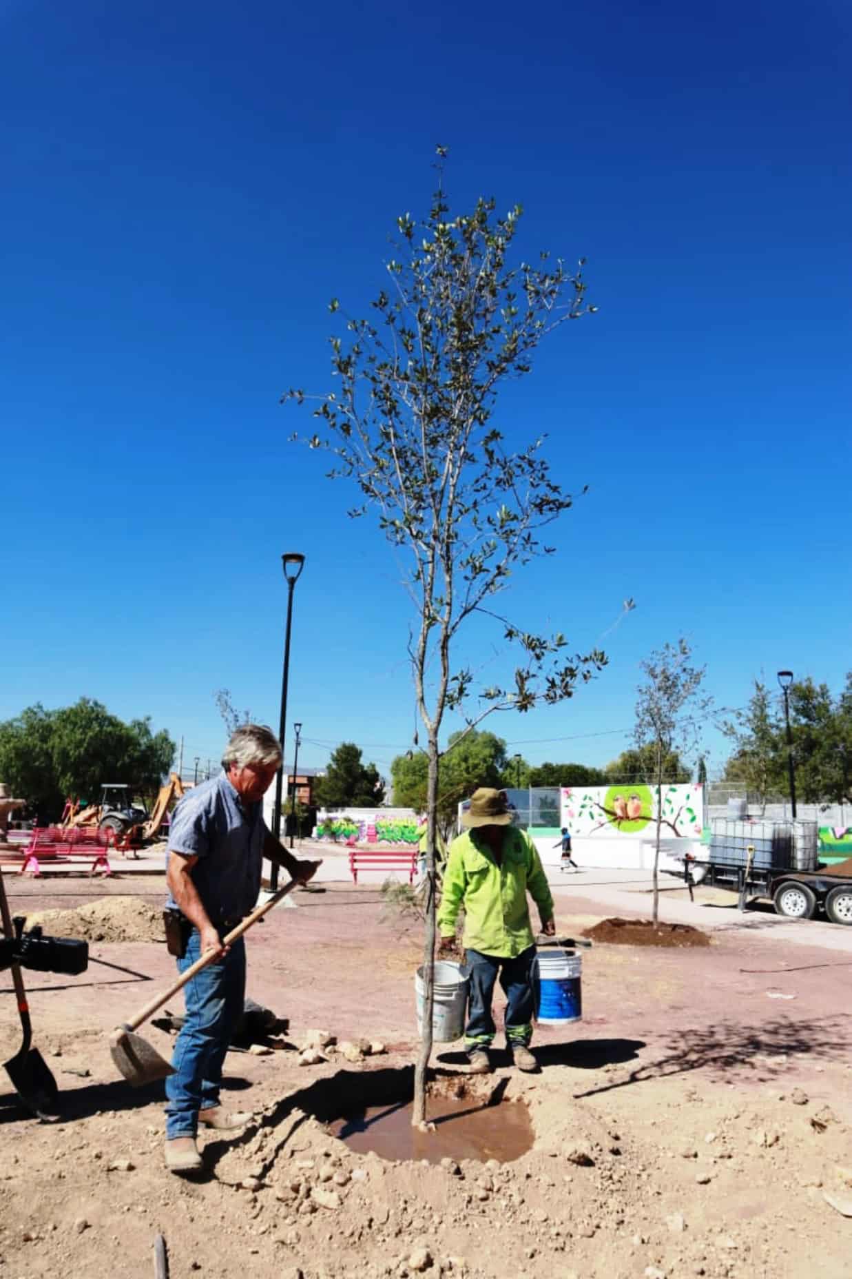 Reforestación en Plazas Públicas de Saltillo Embellece la Ciudad