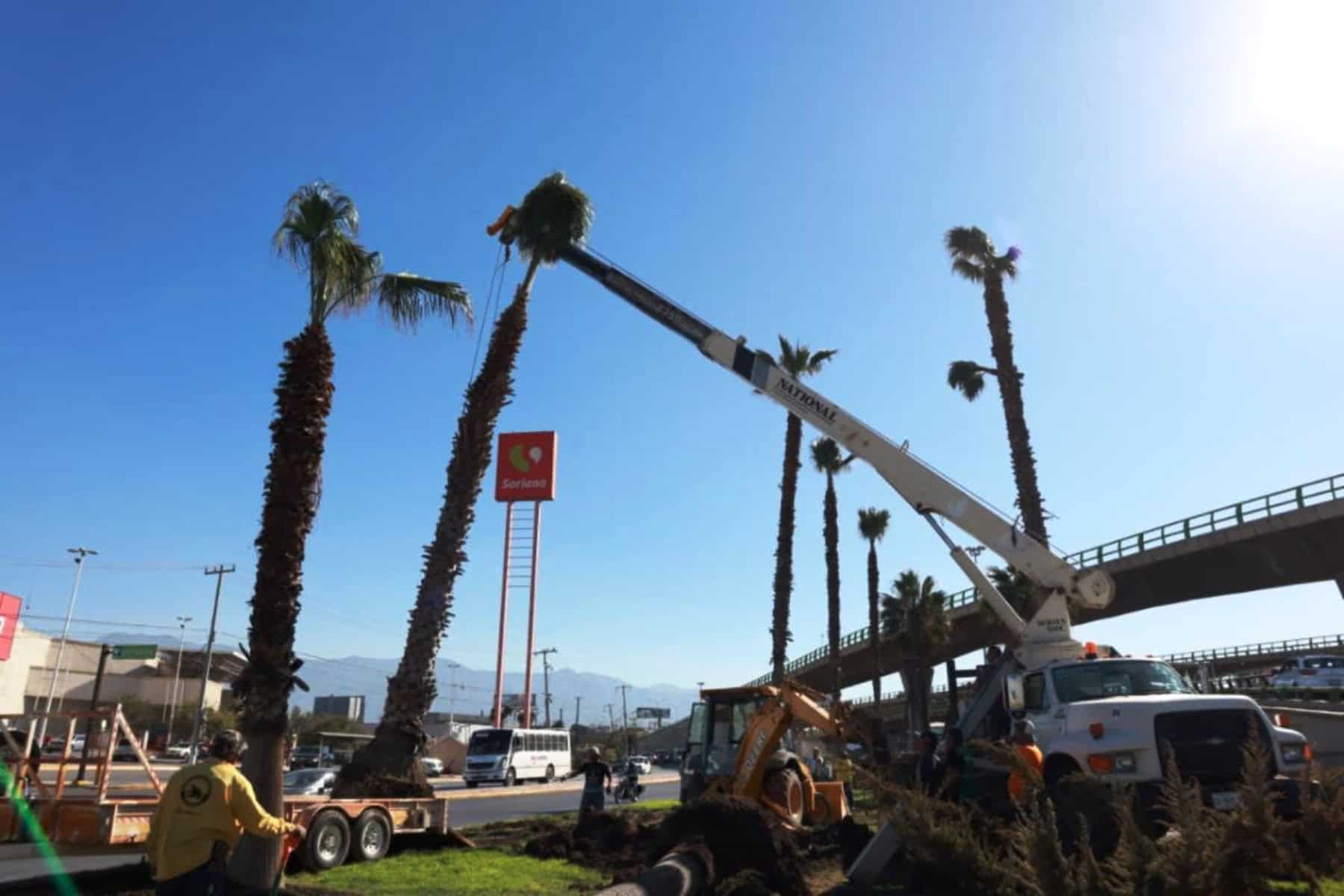 Reforestación en Plazas Públicas de Saltillo Embellece la Ciudad