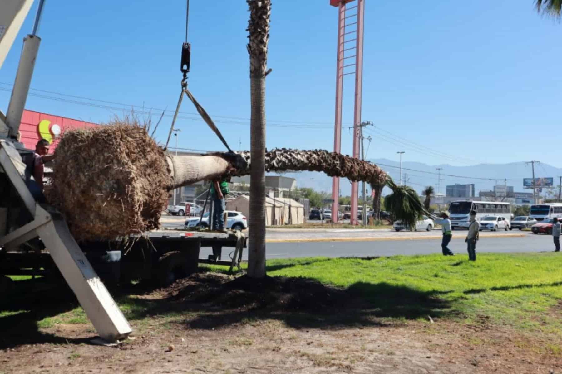 Reforestación en Plazas Públicas de Saltillo Embellece la Ciudad