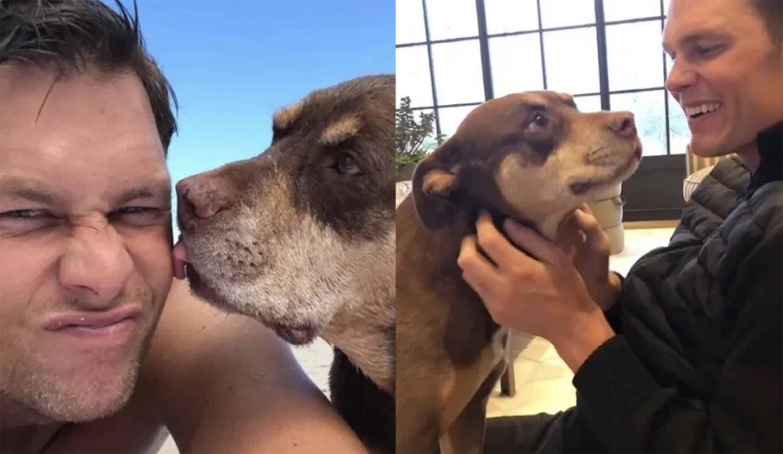 Tom Brady revela que su nueva perrita es un clon de su antigua mascota