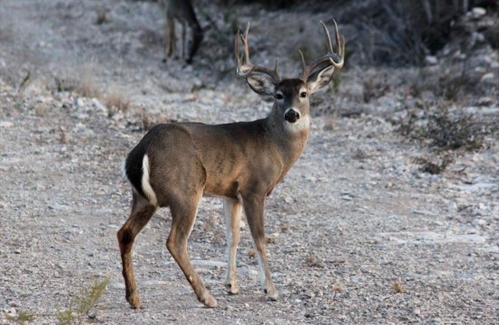 José Dávila Paulín Promueve Conservación en Turismo Cinegético de Coahuila