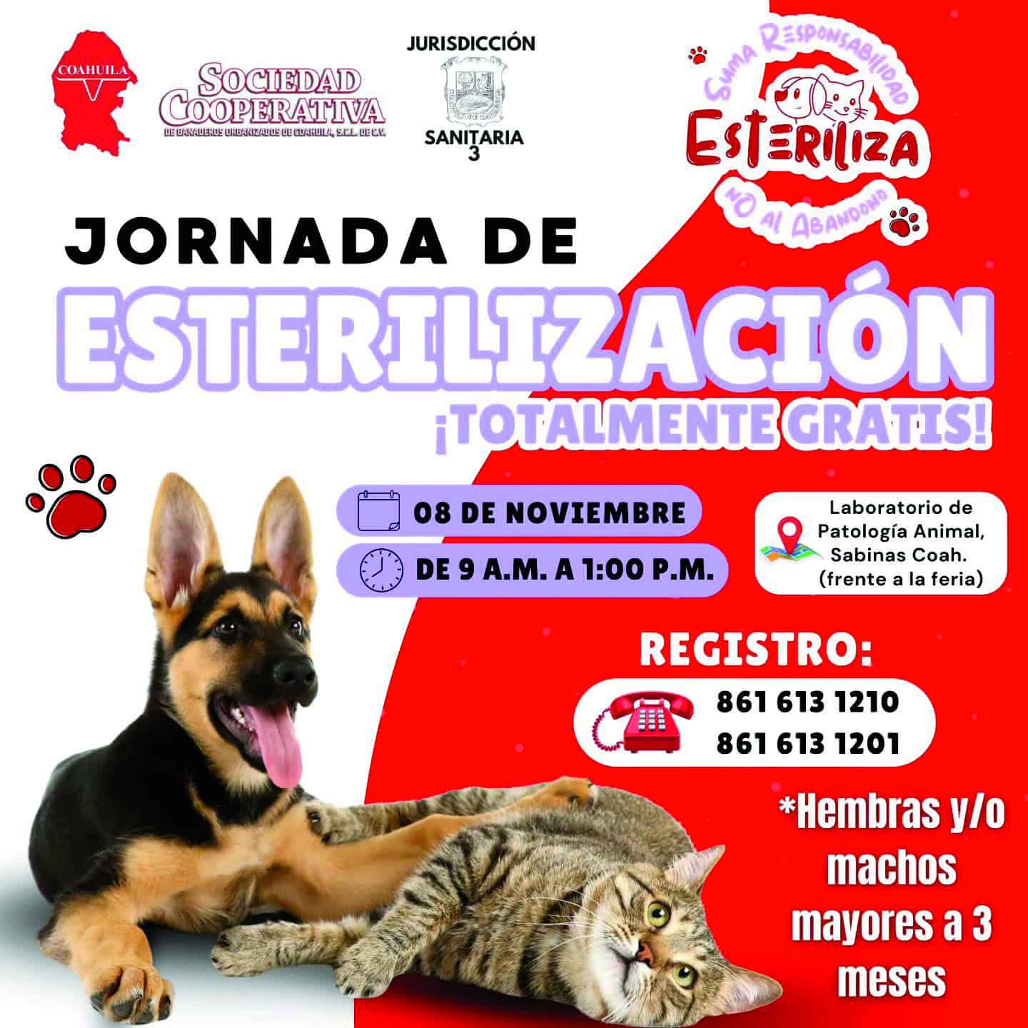 Esterilizarán mascotas