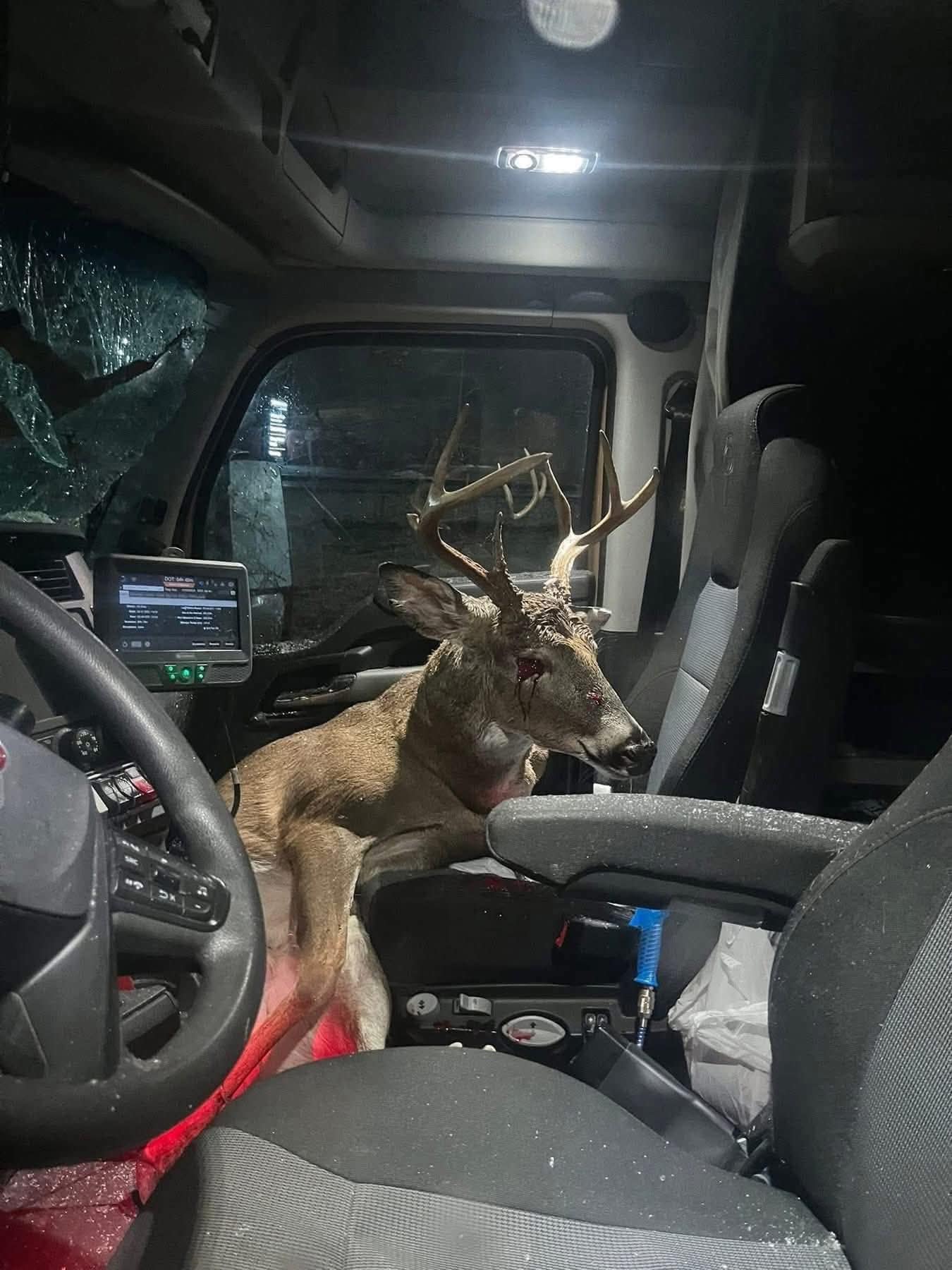 Un venado muere tras impactarse con un tráiler en la Autopista Premier