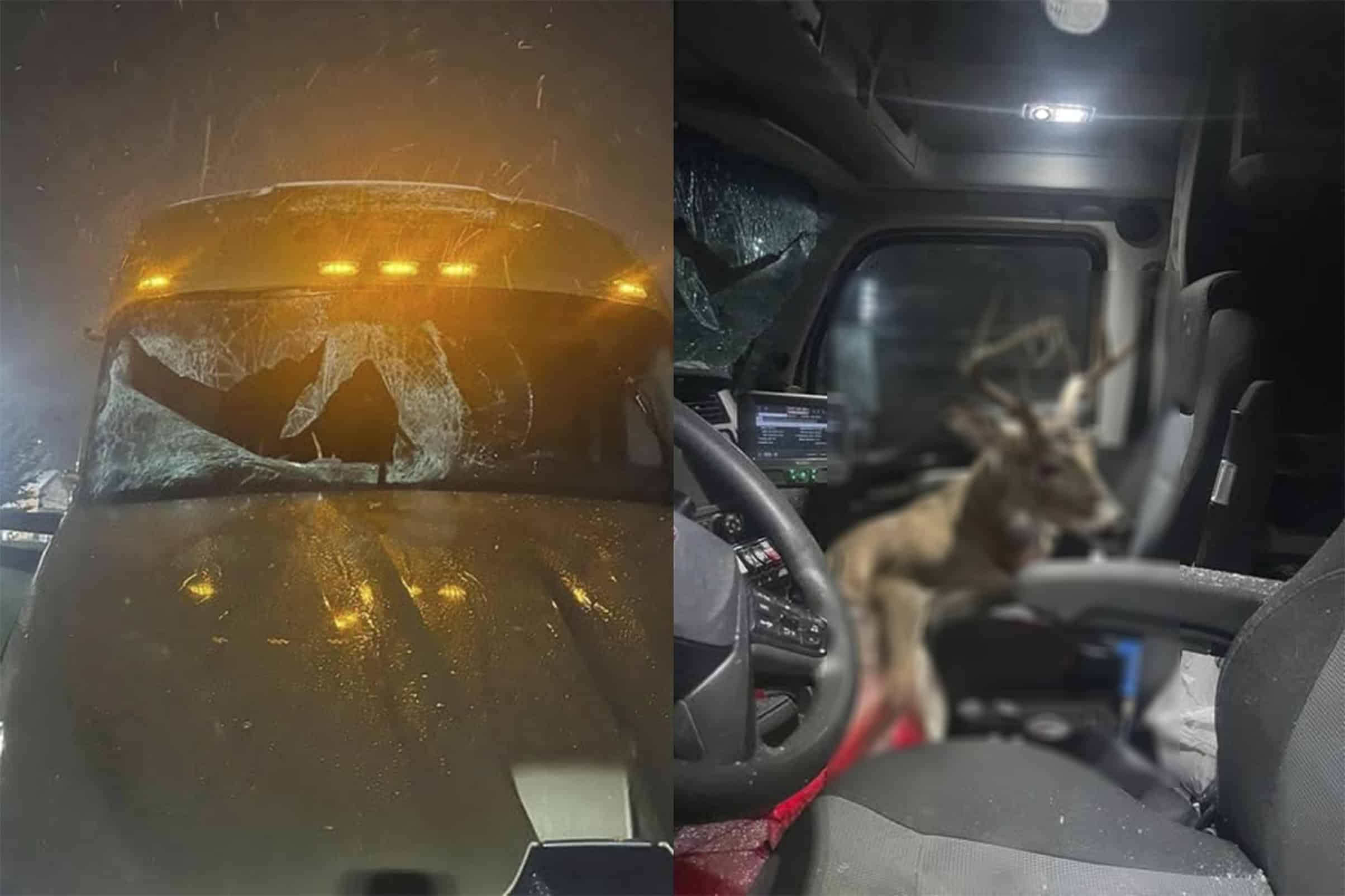 Desmienten supuesto accidente con venado en la Autopista Premier en Coahuila