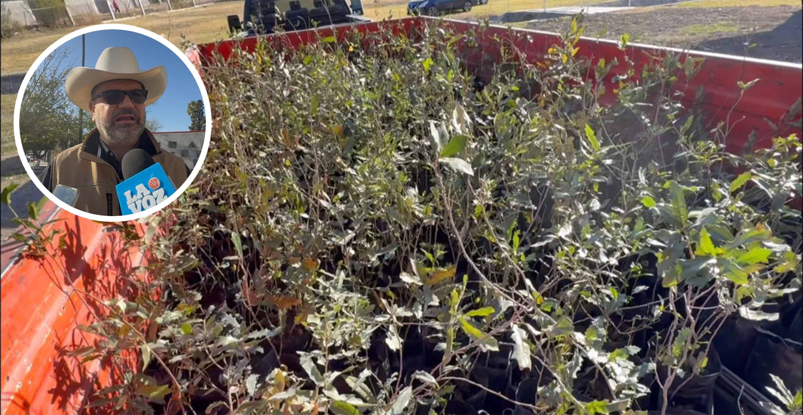 Entregan más de cinco mil árboles para reforzar la reforestación en la Región Carbonífera