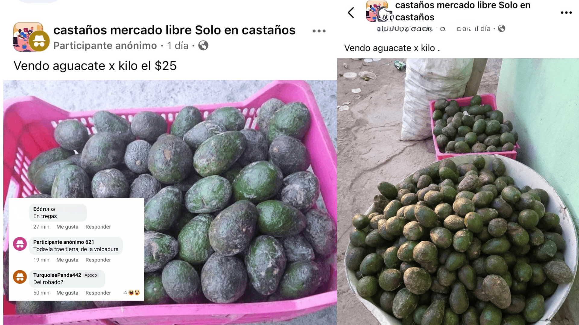 Tras accidente en la 57, habitantes de Castaños ofertan aguacate a bajo precio en redes