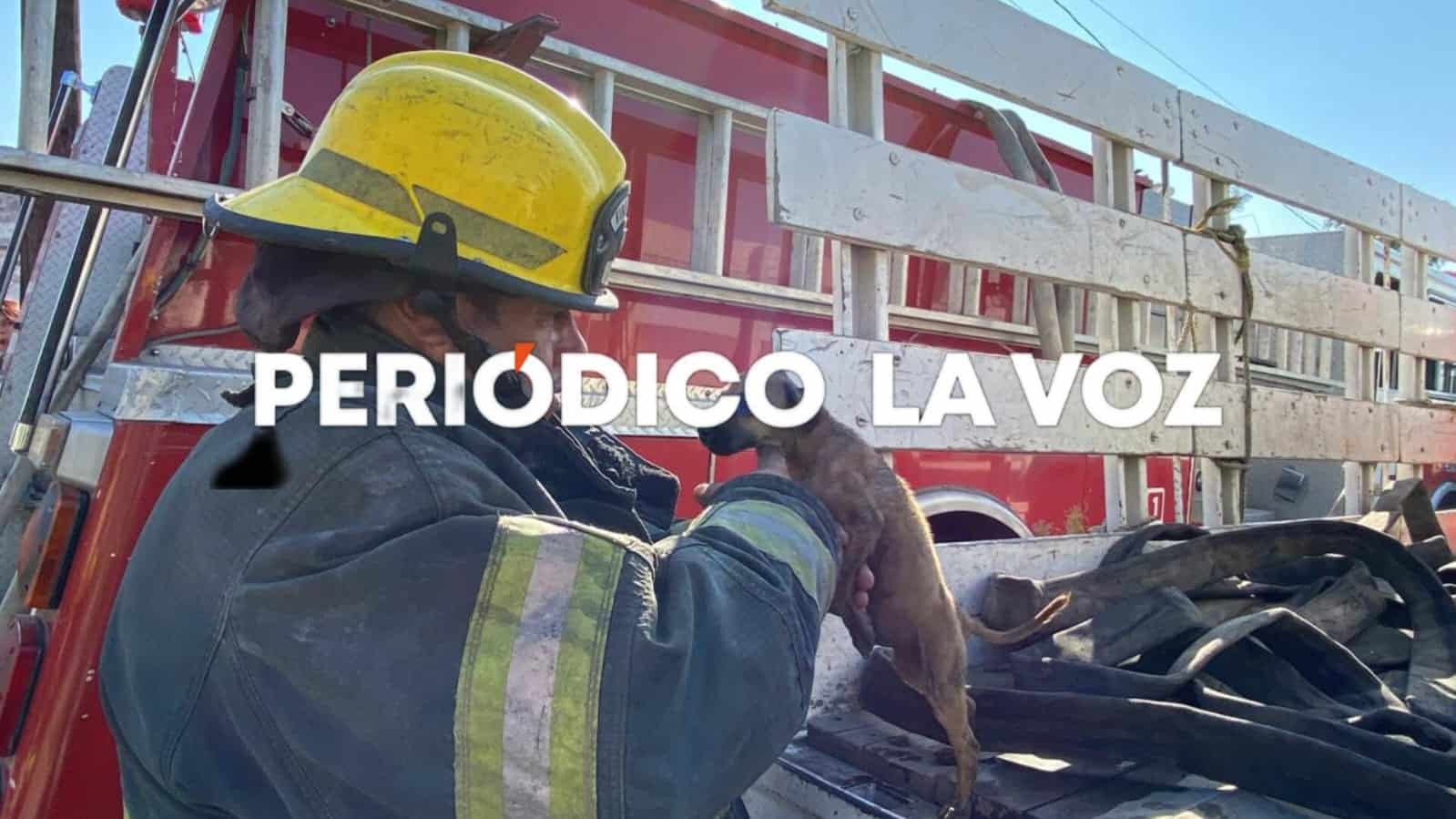 Bomberos de Monclova salvan cachorro en incendio de casa abandonada en Emiliano Zapata