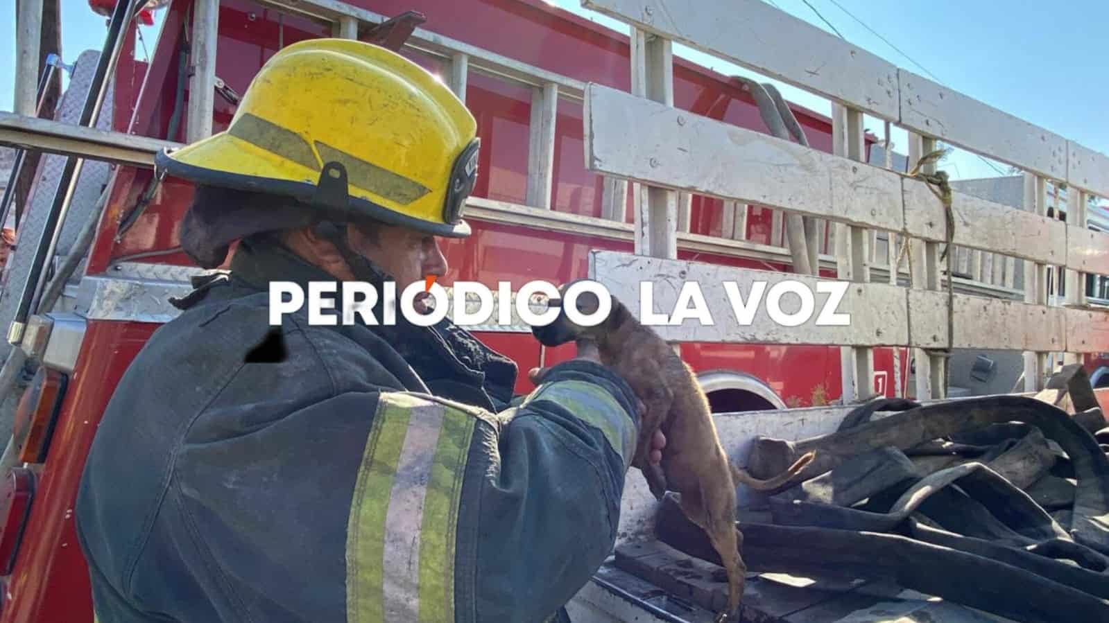 Bomberos de Monclova salvan cachorro en incendio de casa abandonada en Emiliano Zapata