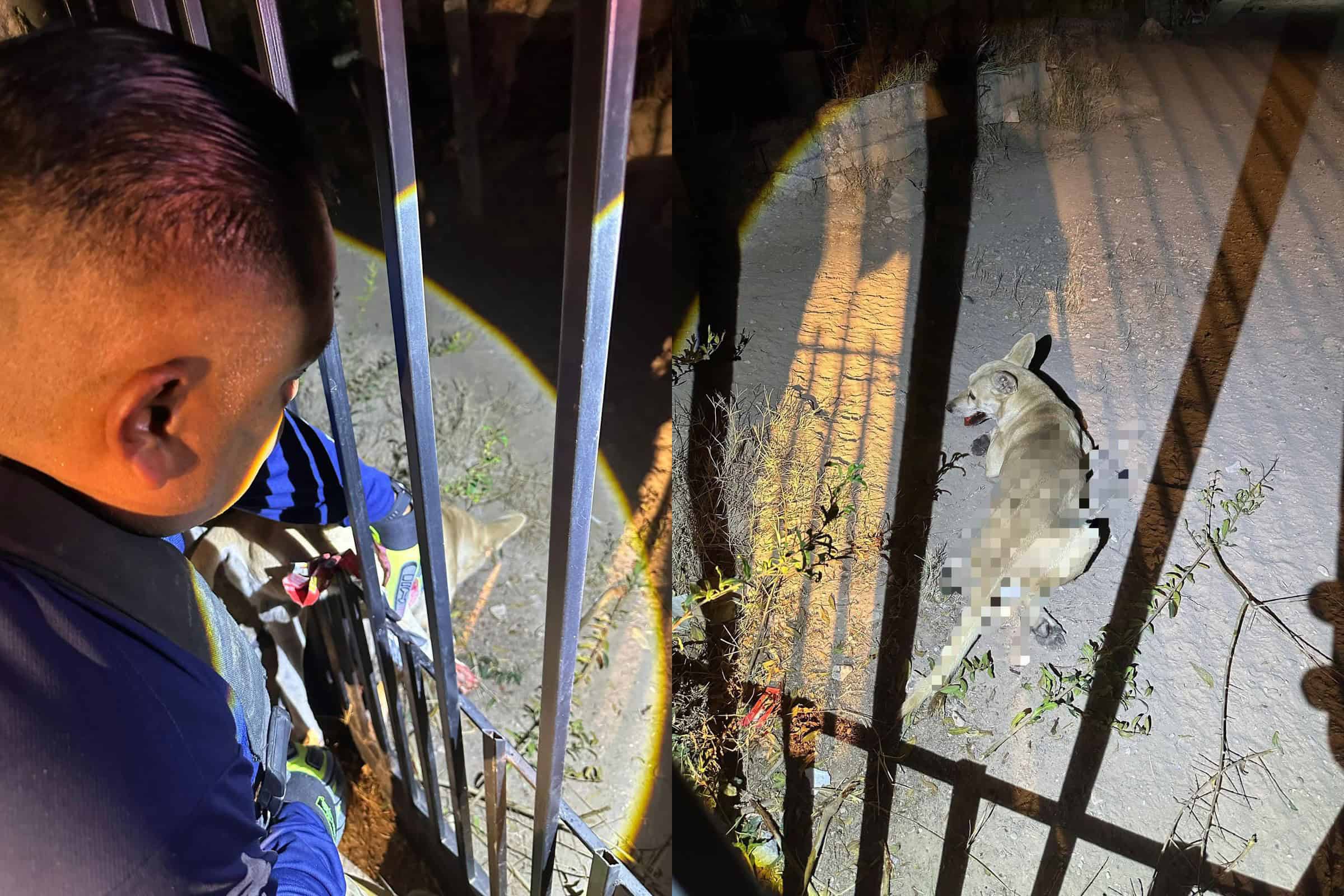 Aumentan reportes de animales en peligro en distintos sectores de Ciudad Acuña