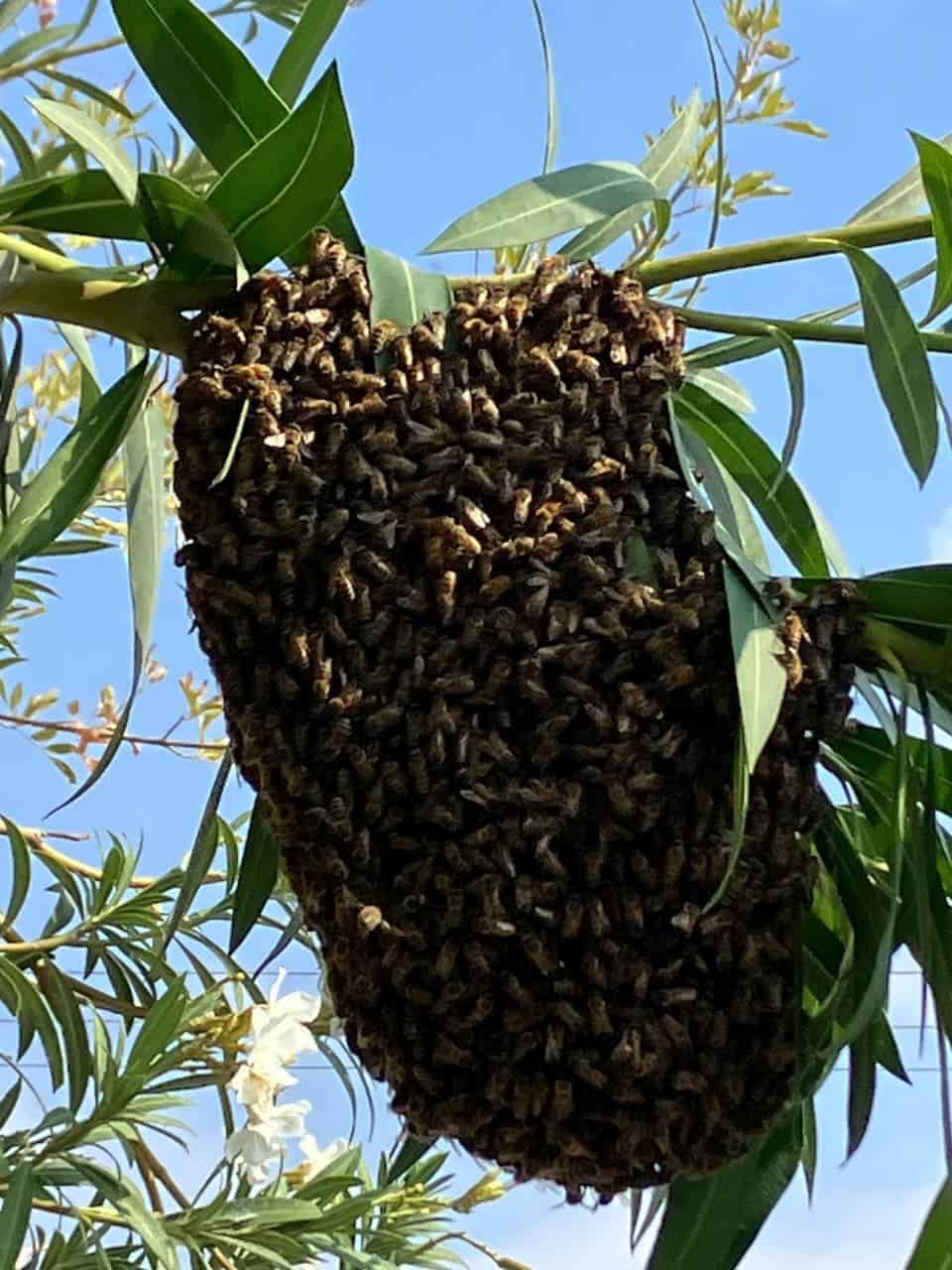 Cuerpo de Bomberos atenderá alerta por panal de abejas en Monclova