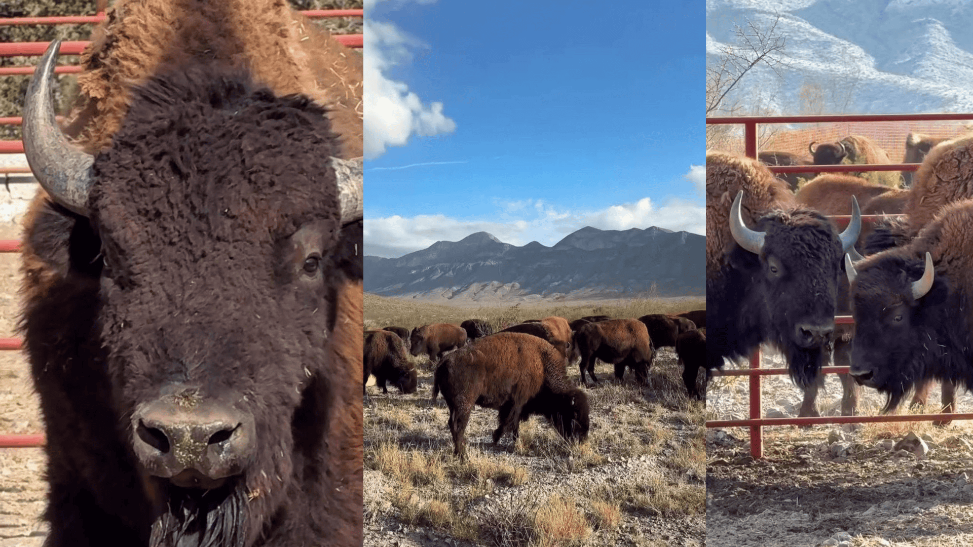 Llegan 44 bisontes a Cuatro Cienegas para restauración ecológica