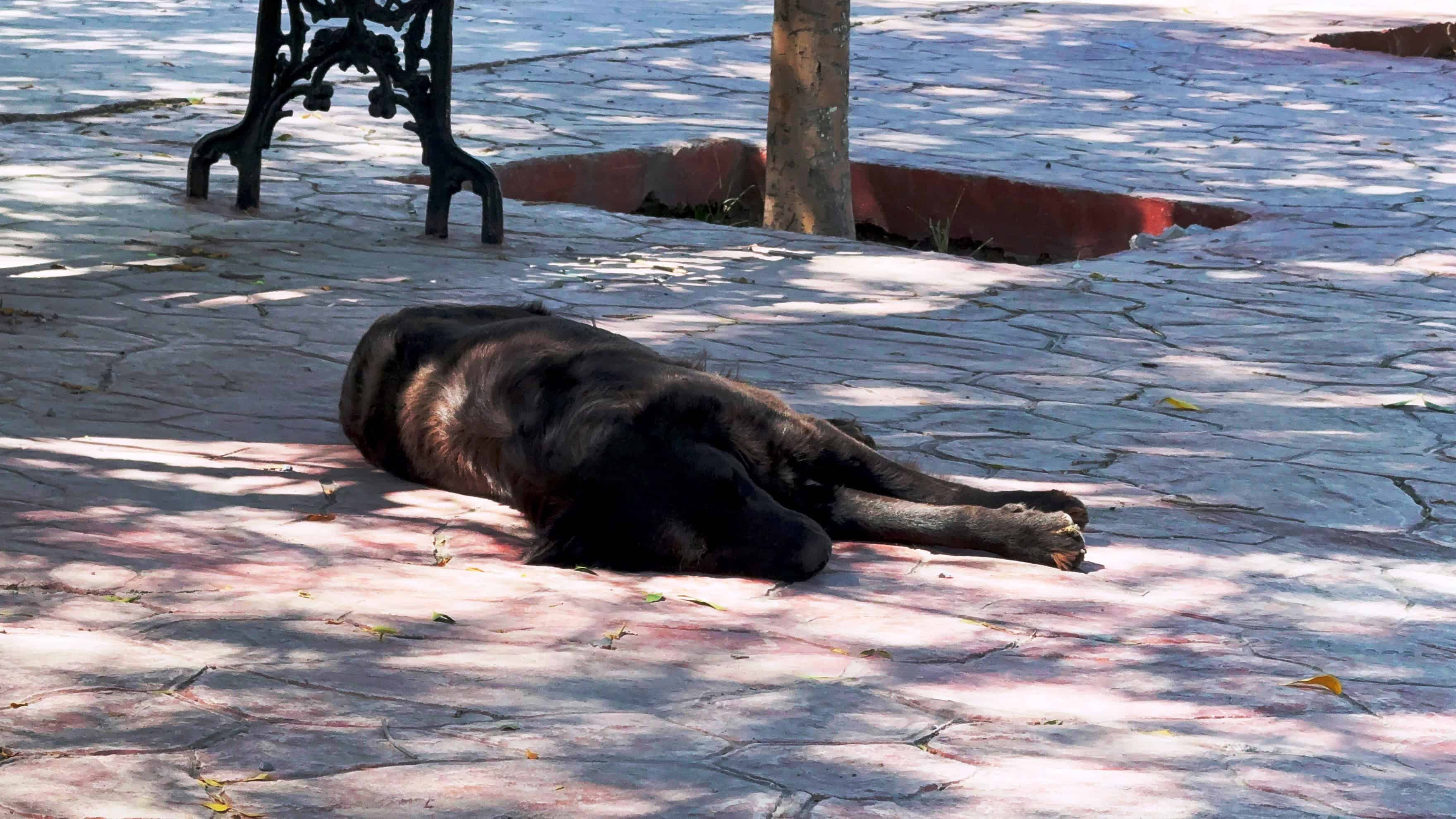 Familias de Saltillo abandonan perros en Bella Unión: vecinos piden ayuda