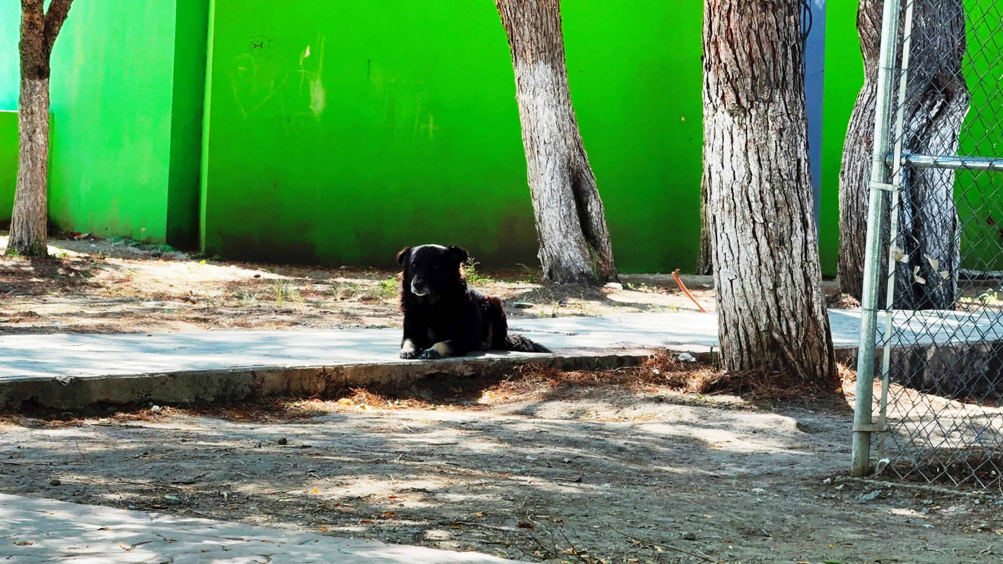 Familias de Saltillo abandonan perros en Bella Unión: vecinos piden ayuda