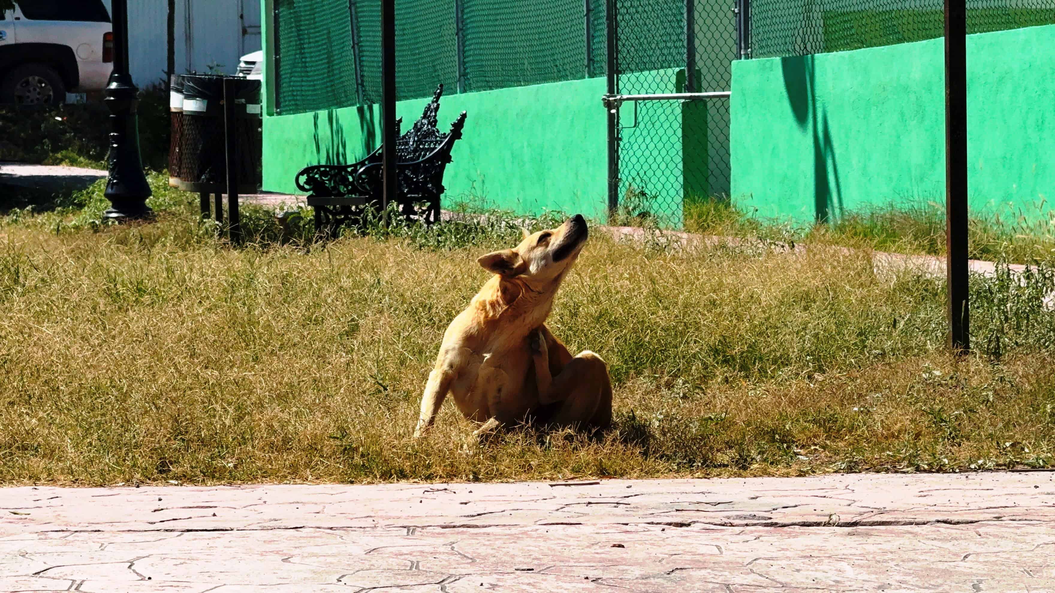 Familias de Saltillo abandonan perros en Bella Unión: vecinos piden ayuda