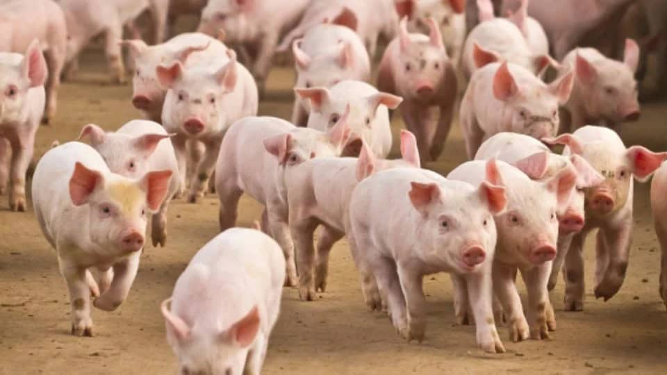 México suspende importación de carne de cerdo de España por Peste Porcina