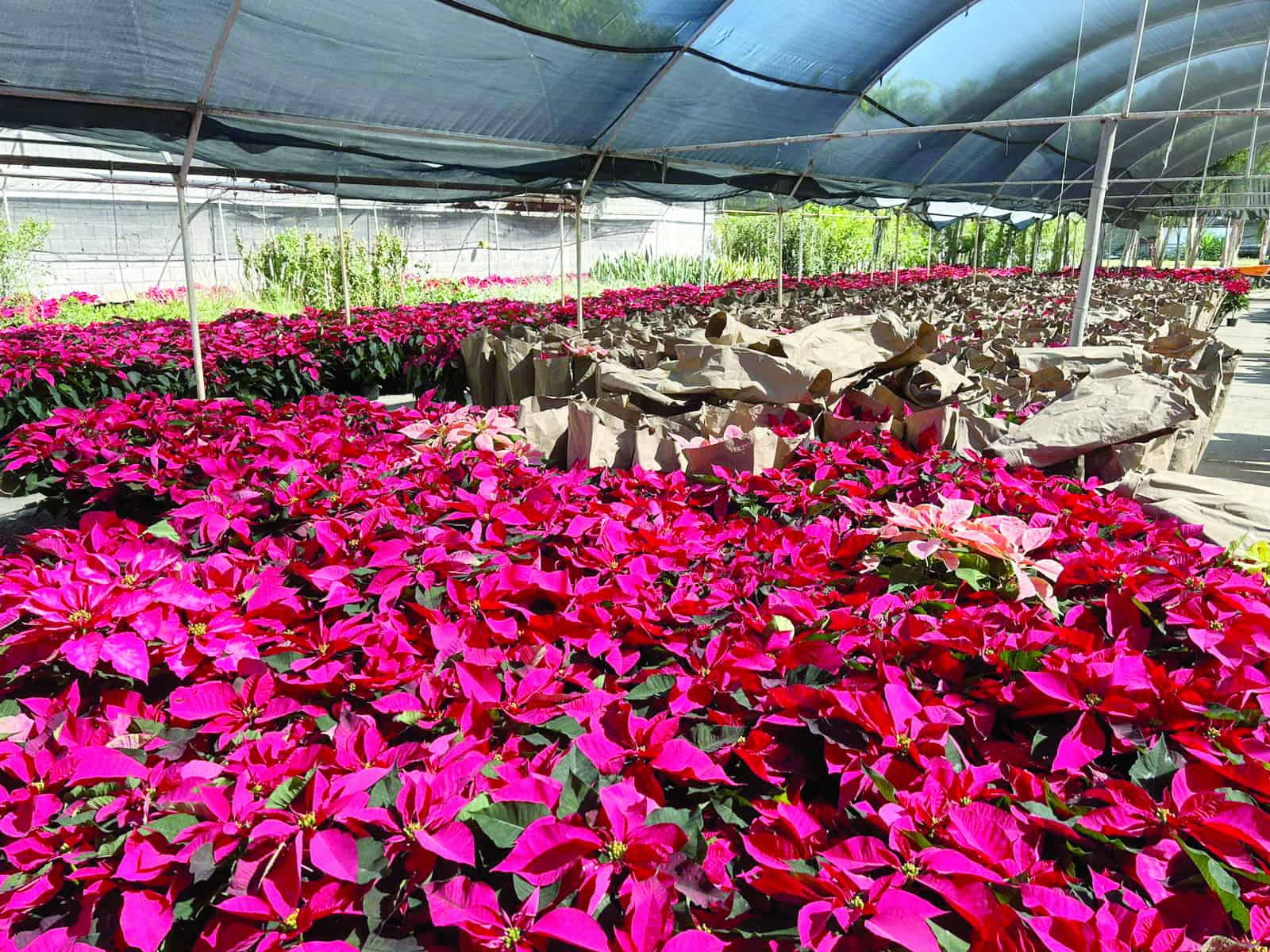 El Vivero Municipal de Monclova inicia la venta de Nochebuenas 2025