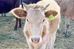 Coahuila asegura protocolos sanitarios contra el gusano barrenador