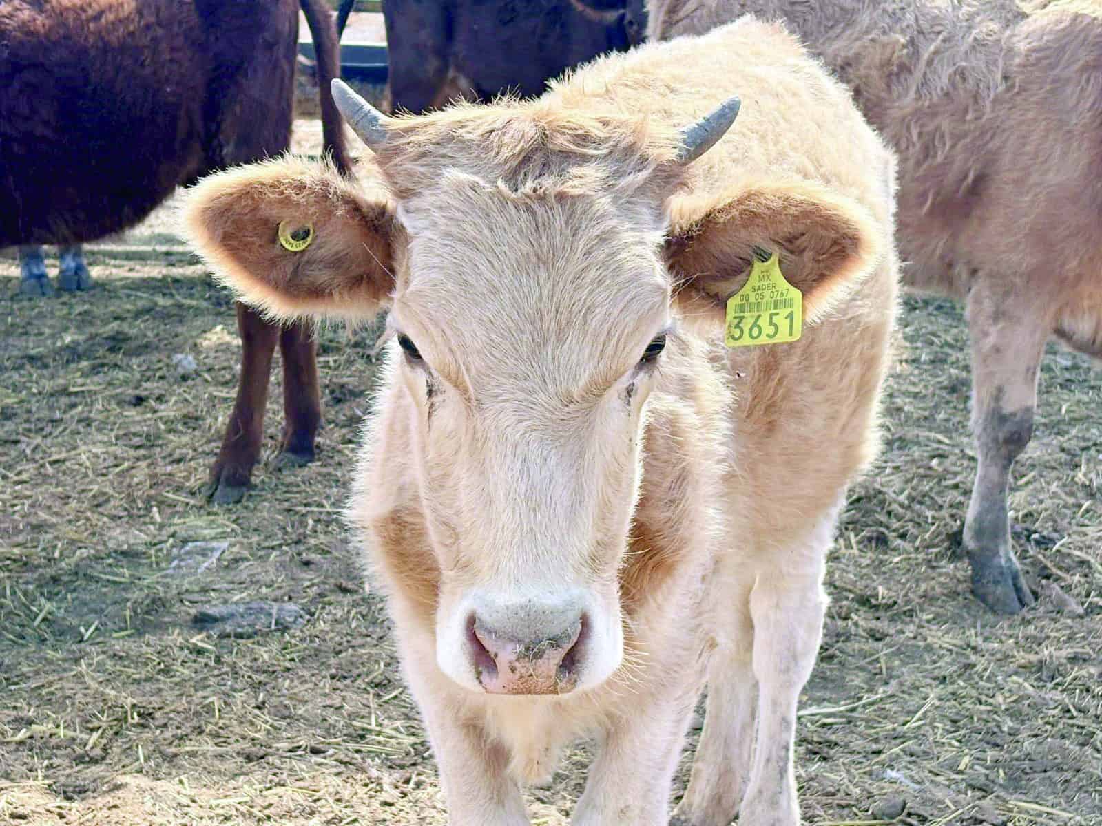 Coahuila asegura protocolos sanitarios contra el gusano barrenador