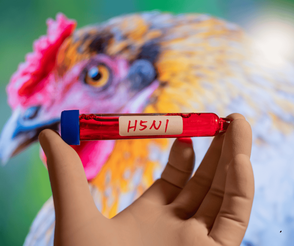 Vigilancia internacional ante el avance de la gripe aviar H5N1