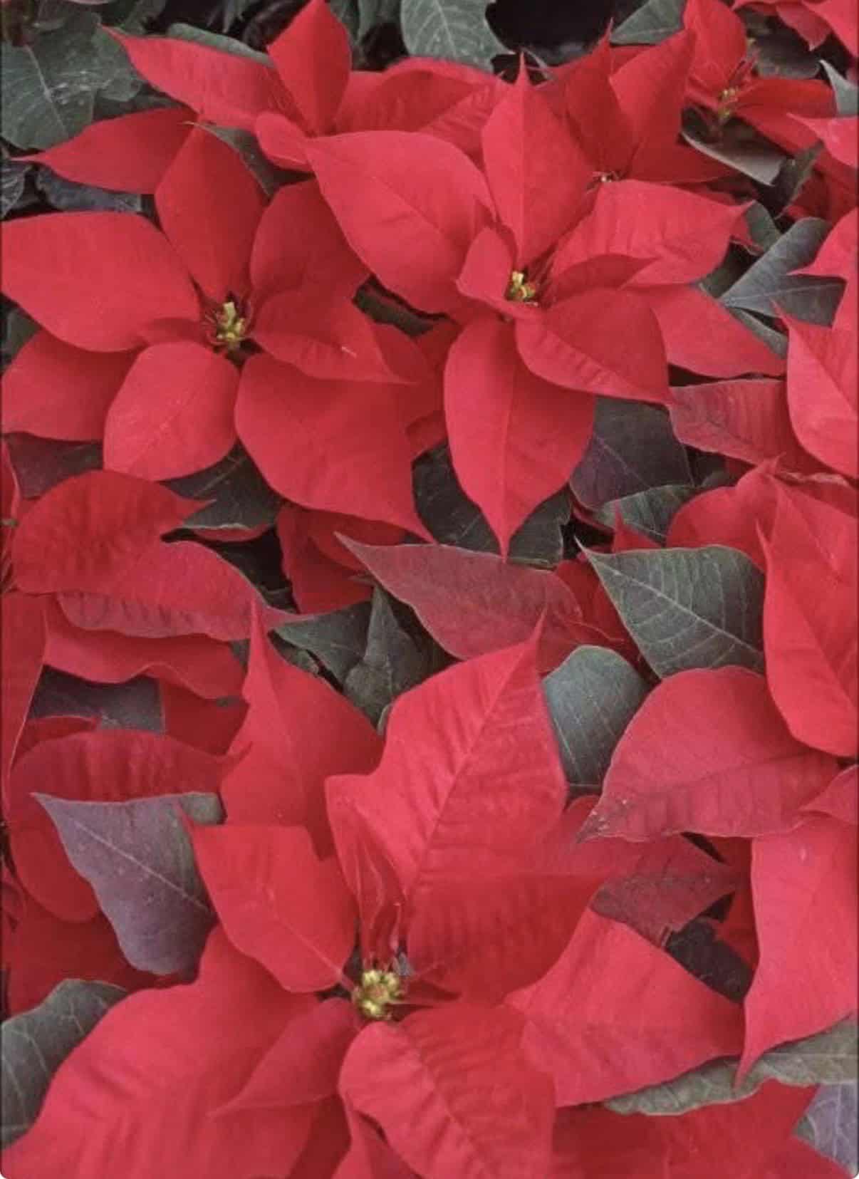 Nochebuena en Saltillo: viveros ofrecen flores navideñas para decorar