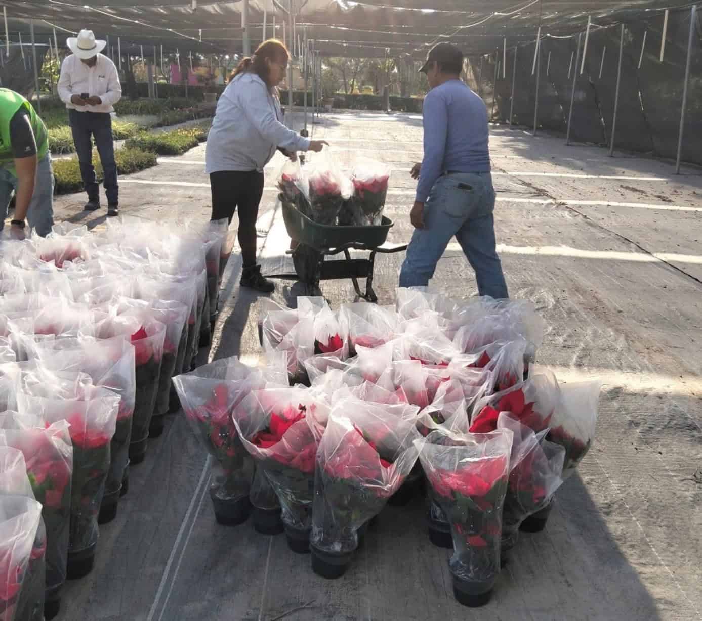 Nochebuena en Saltillo: viveros ofrecen flores navideñas para decorar