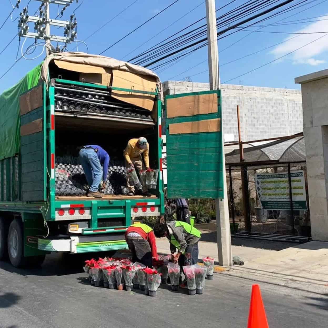 Nochebuena en Saltillo: viveros ofrecen flores navideñas para decorar