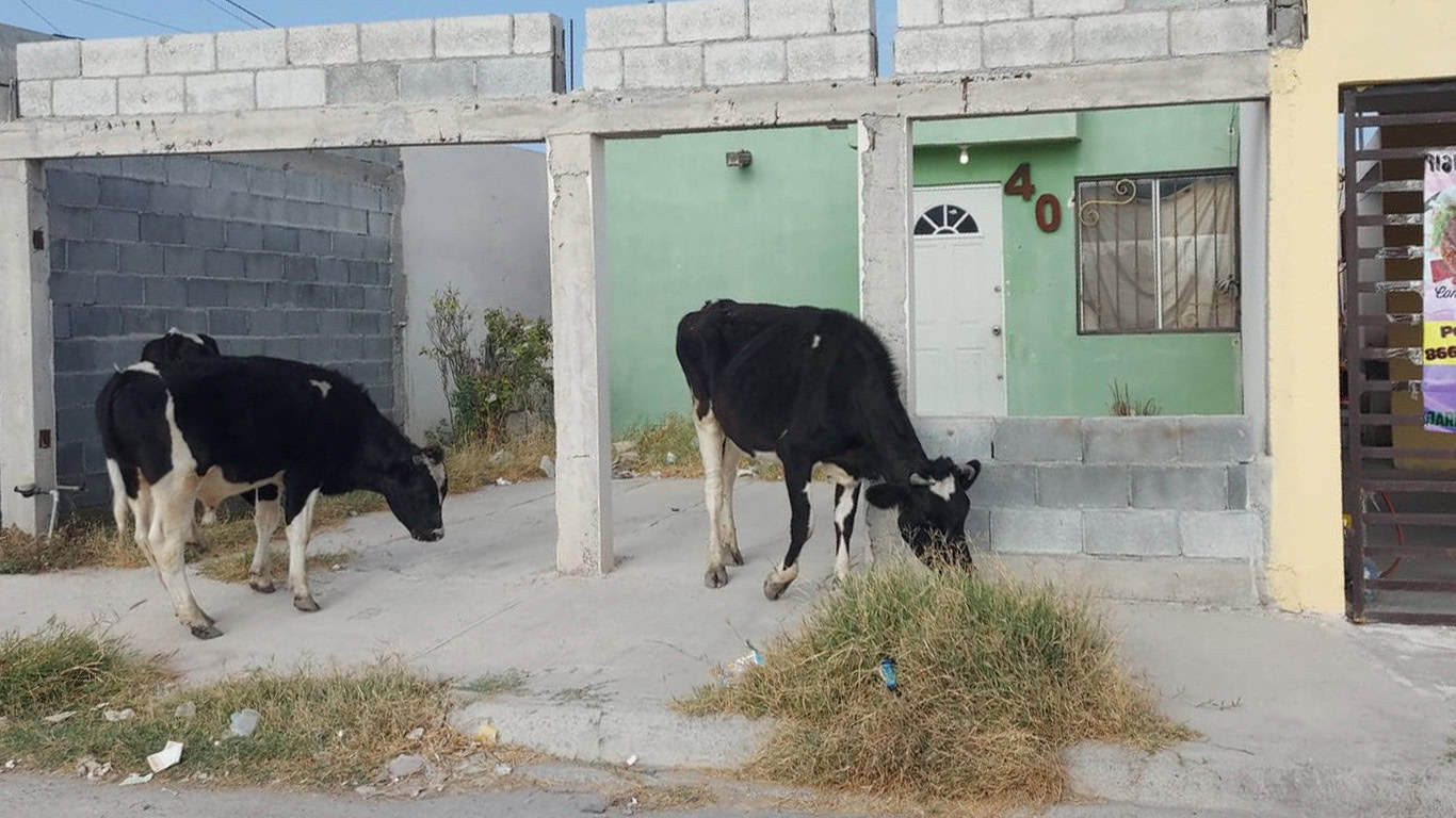 Ganado suelto en Frontera: vecinos reportan destrozos en colonias