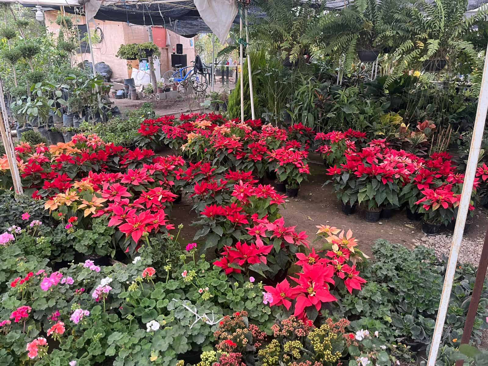 Aumenta la demanda de flor de Nochebuena en Ciudad Acuña ante llegada de la temporada decembrina