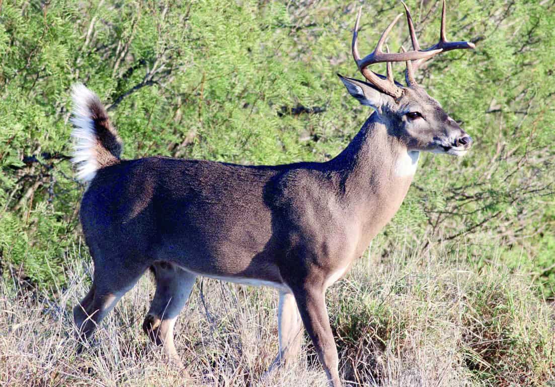 Fernando Juárez destaca el turismo cinegético en Candela Coahuila