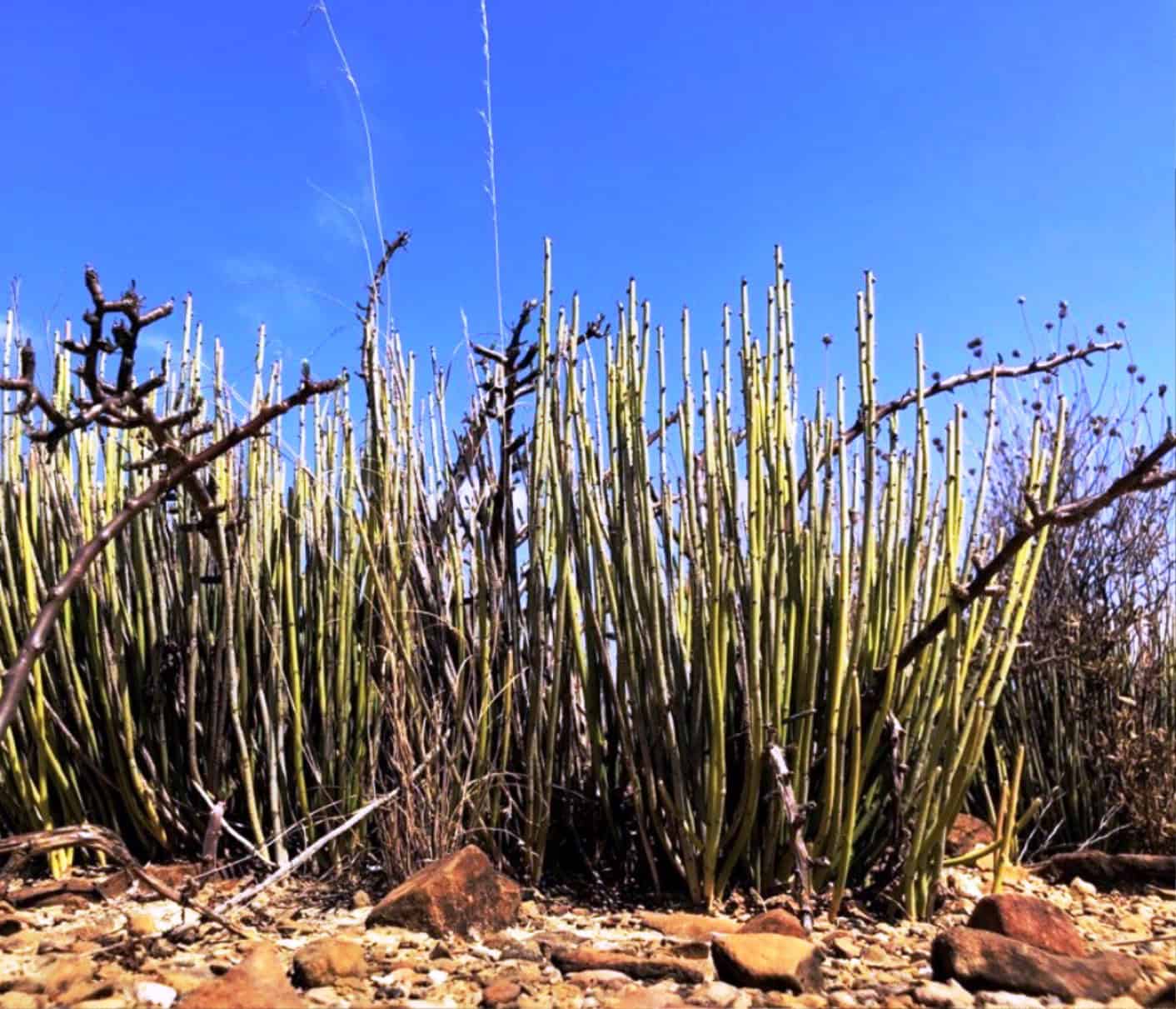 Candelilleros de Ramos Arizpe enfrentan crisis por caída en ventas