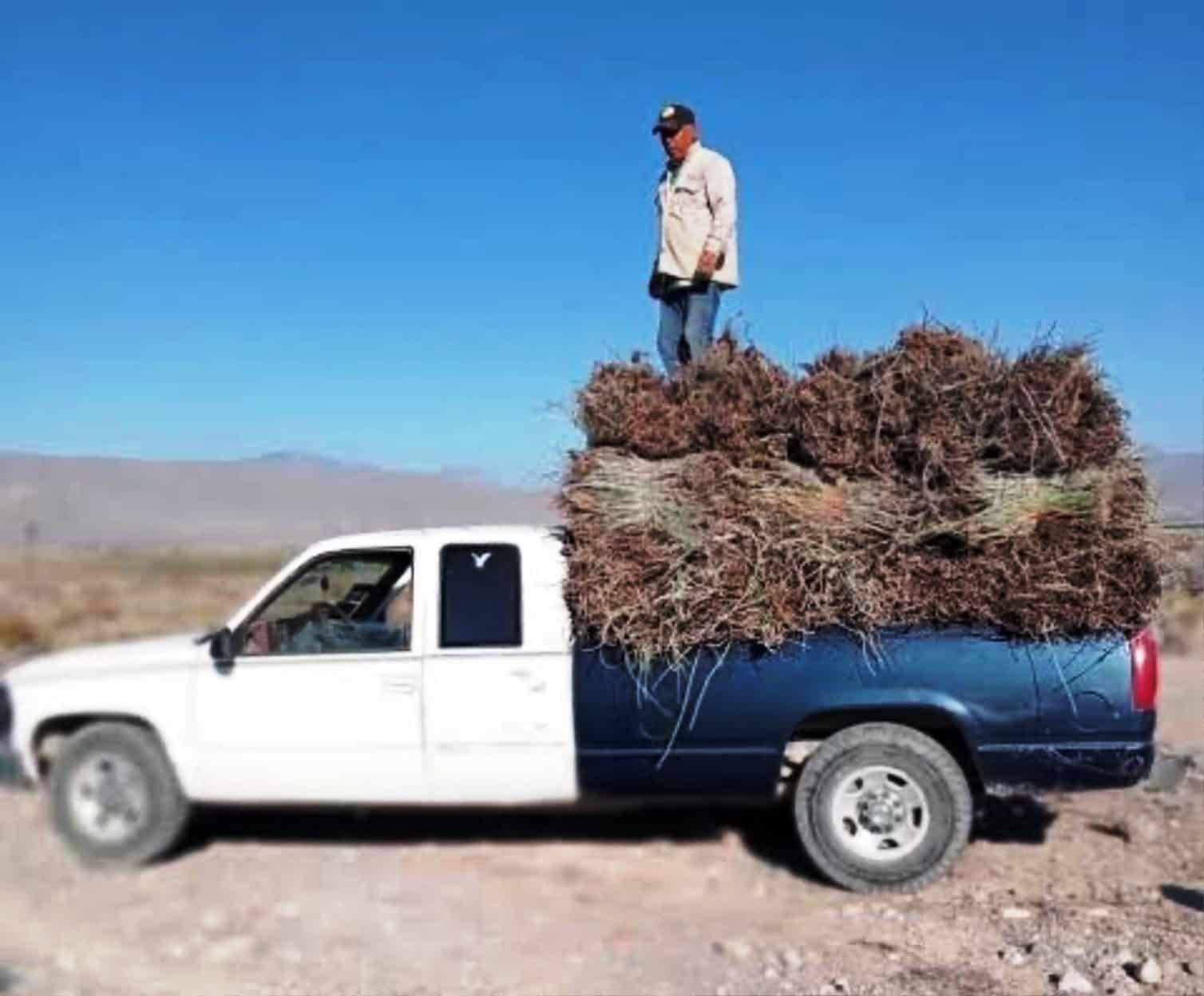 Candelilleros de Ramos Arizpe enfrentan crisis por caída en ventas