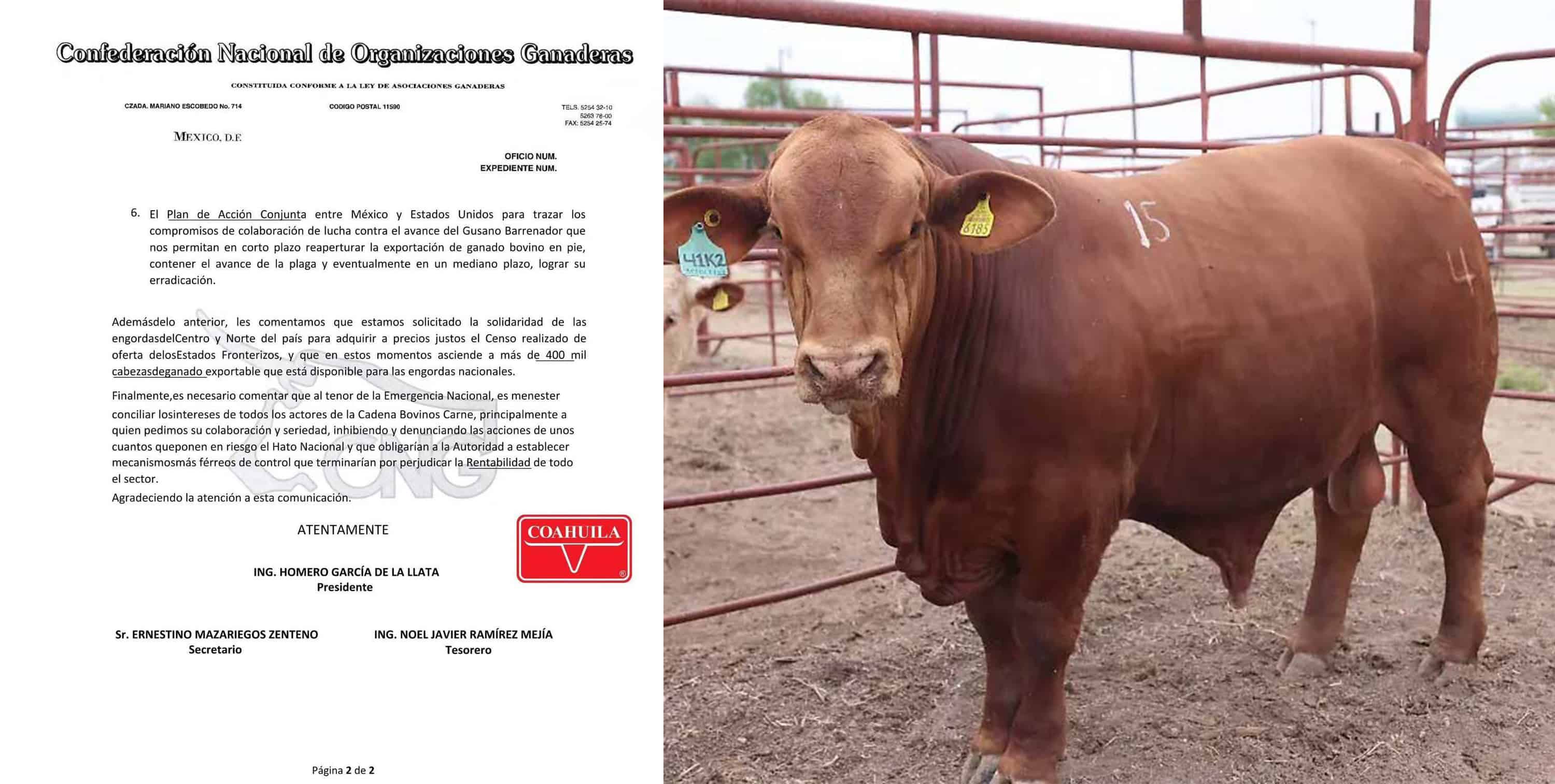 México refuerza barreras contra el gusano barrenador para reactivar exportación de ganado a EE. UU.