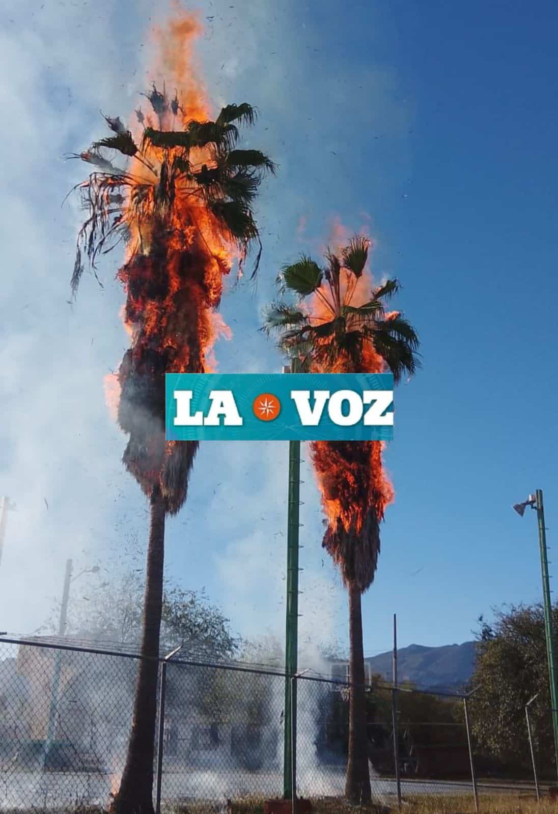 Incendio en Melchor Múzquiz causa daño ecológico: cinco palmas afectadas